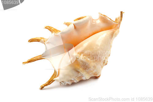 Image of Seashell With Spines
