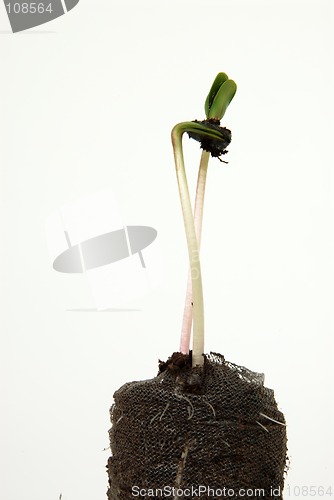 Image of Growth