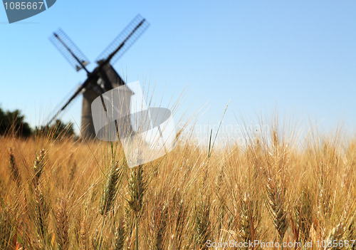 Image of Wheat field