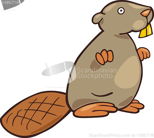 Image of Beaver