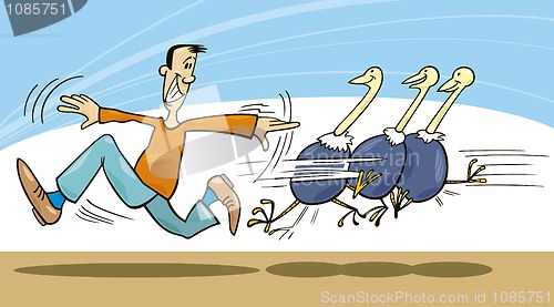 Image of Man and ostriches