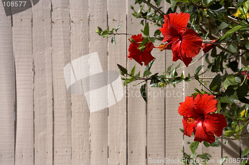 Image of Hibiscus Red flowers