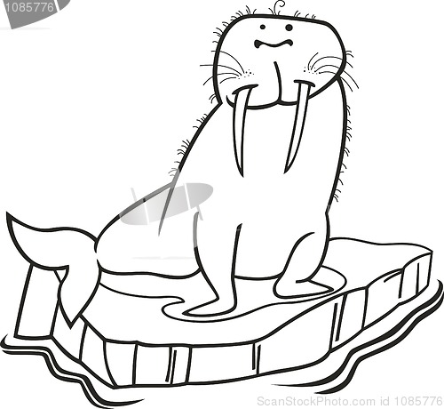 Image of Walrus on floating ice for coloring book