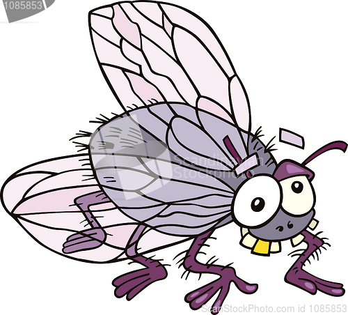 Image of Fly