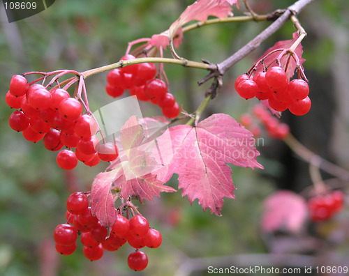 Image of Branch of a viburnum