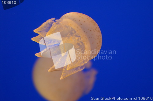 Image of Jellyfish