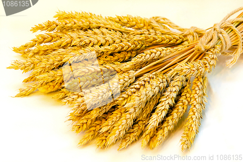 Image of Wheat