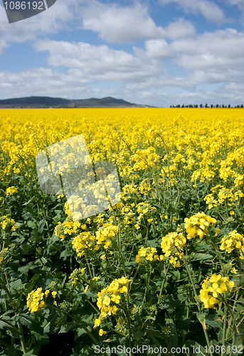Image of canola in the farm field