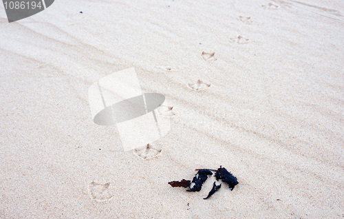 Image of bird tracks in the sand