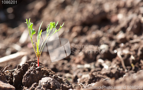 Image of  little young plant sprout