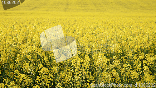 Image of canola in the farm field