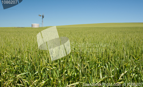 Image of wheat grass in countryside