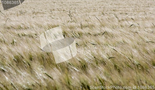 Image of Ripe Grain