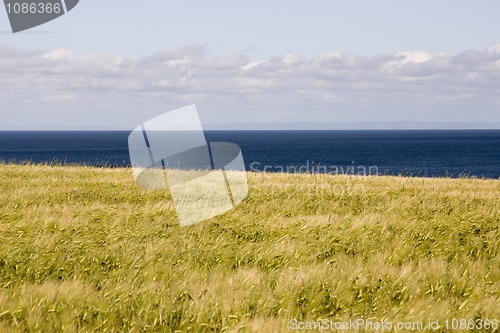 Image of Grain Field