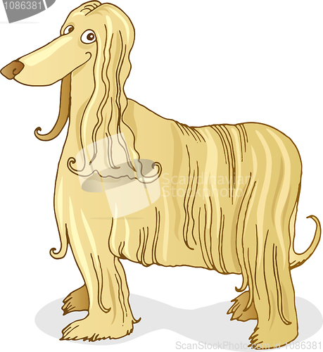 Image of Afghan hound dog