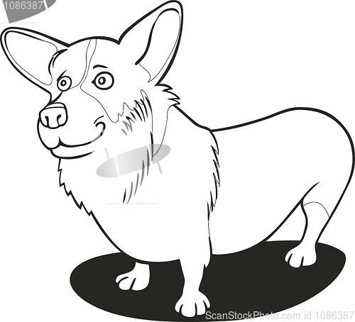 Image of Pembroke Welsh Corgi for coloring book