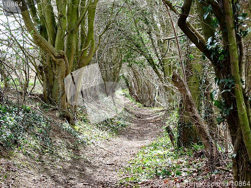 Image of summer forest path