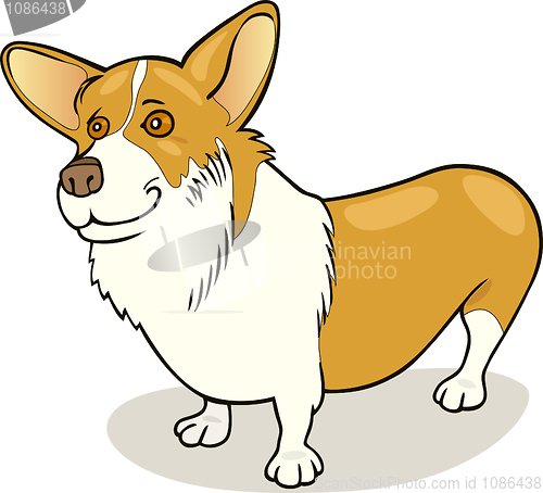 Image of Pembroke Welsh Corgi