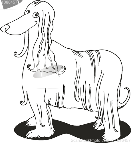 Image of Afghan hound for coloring book