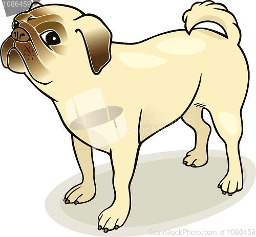 Image of purebred pug