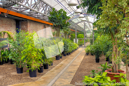 Image of Flowers in modern greenhouse - houseplants