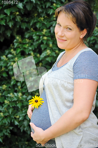 Image of Pregnant woman holding her belly and yellow flower