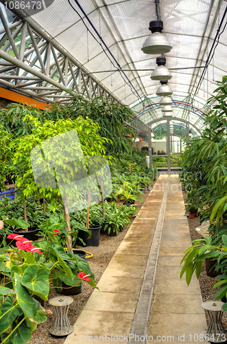 Image of Flowers in modern greenhouse - houseplants