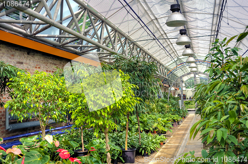 Image of Flowers in modern greenhouse - houseplants