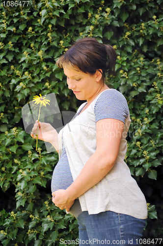 Image of Pregnant woman holding her belly and yellow flower