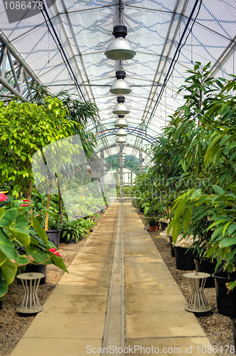 Image of Flowers in modern greenhouse - houseplants