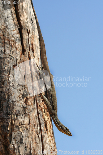 Image of Goanna