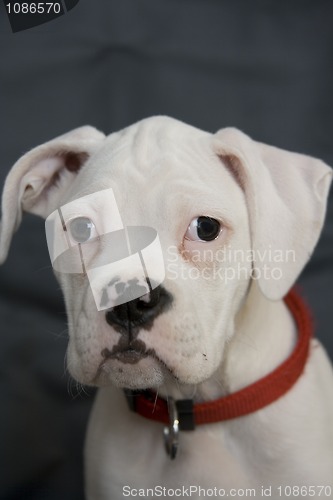 Image of Boxer Puppy