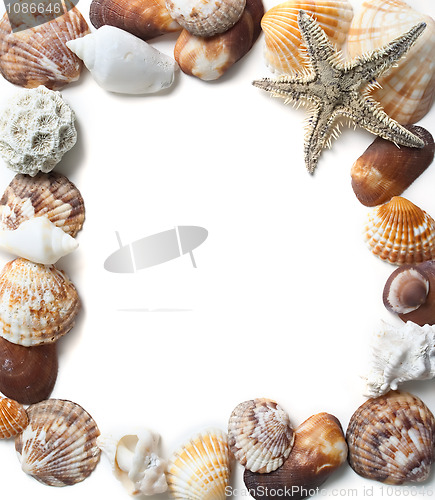 Image of Seashells frame