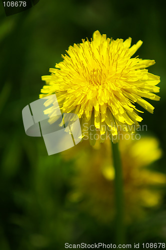 Image of Dandelion blossom