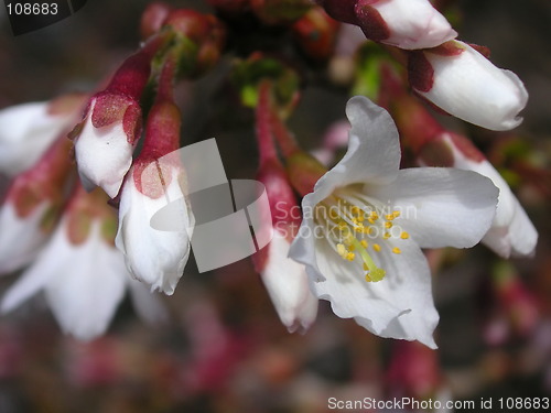 Image of flowers and buds on a bush
