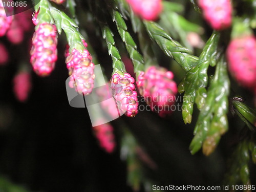 Image of flowers on fir tree