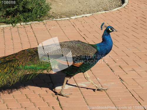 Image of male peacock