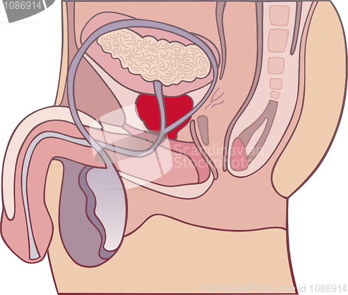 Image of Prostate gland