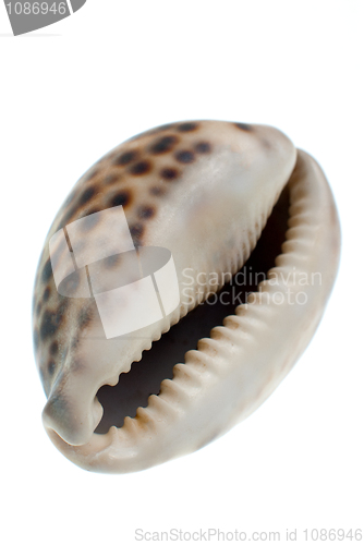 Image of Seashell with dark spots