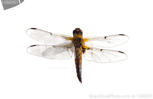 Image of Dragonfly