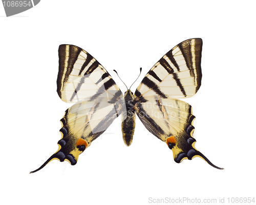 Image of Iphiclides podalirius