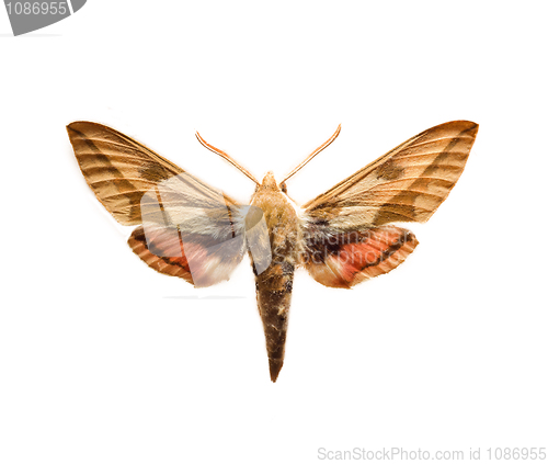 Image of Sphingidae