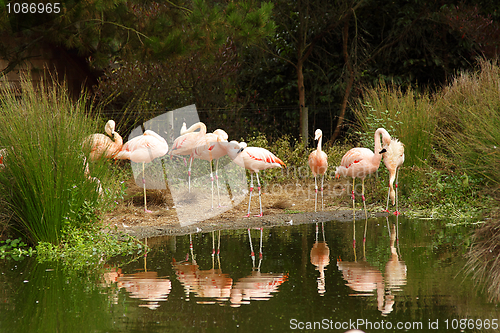 Image of Flamingos in zoo