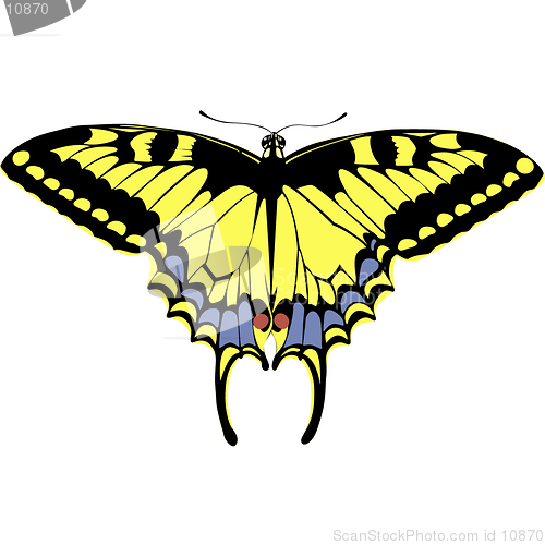 Image of machaon butterfly