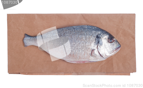 Image of Dorado fish