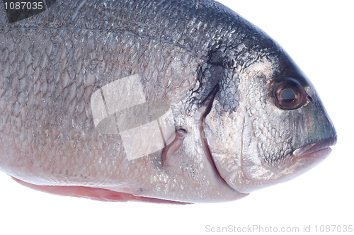 Image of Dorado fish