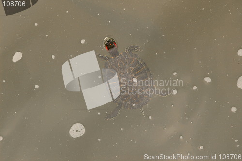 Image of terrapin in the water