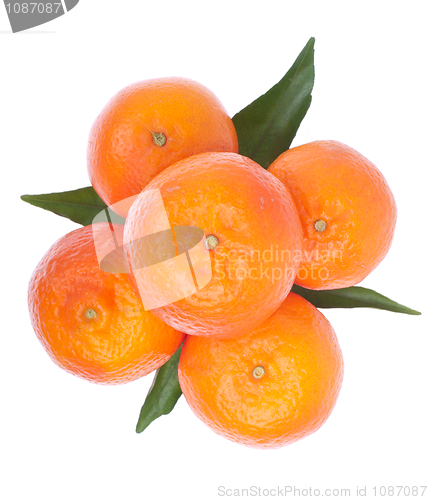 Image of Oranges