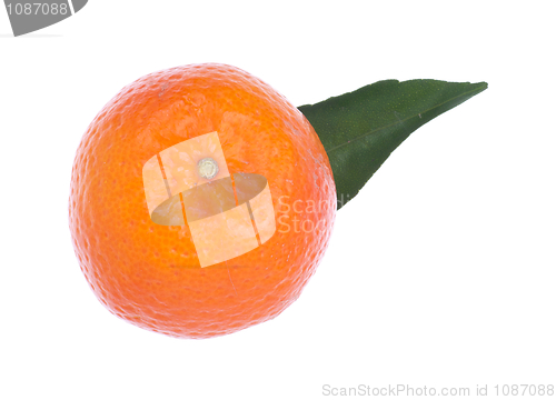 Image of Orange
