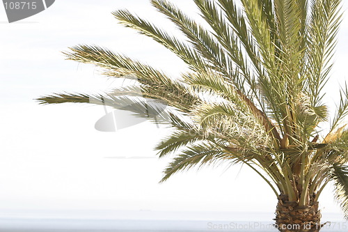 Image of palm tree and sky